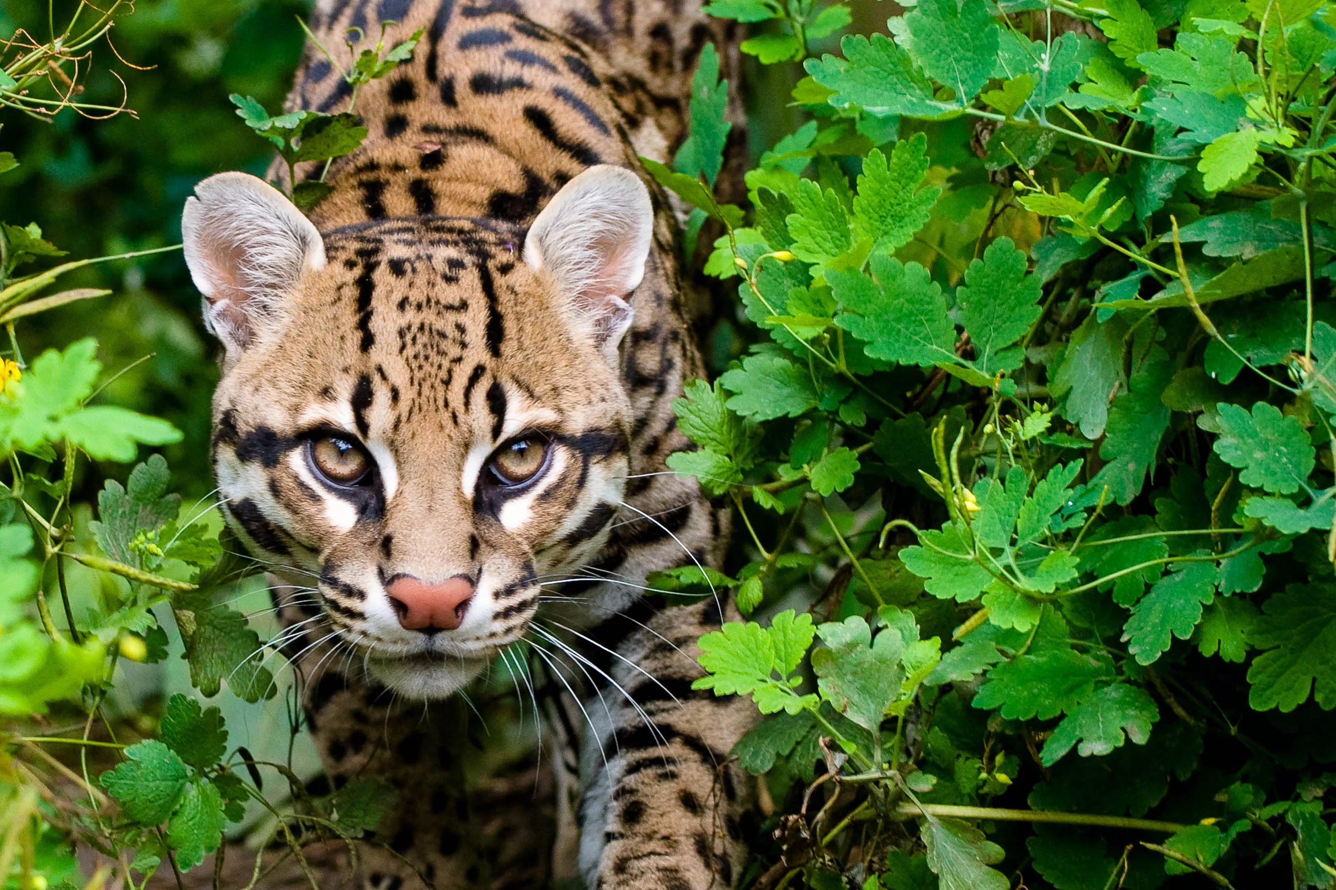 La Tigra National Park in Honduras, North America | Parks - Rated 3.6