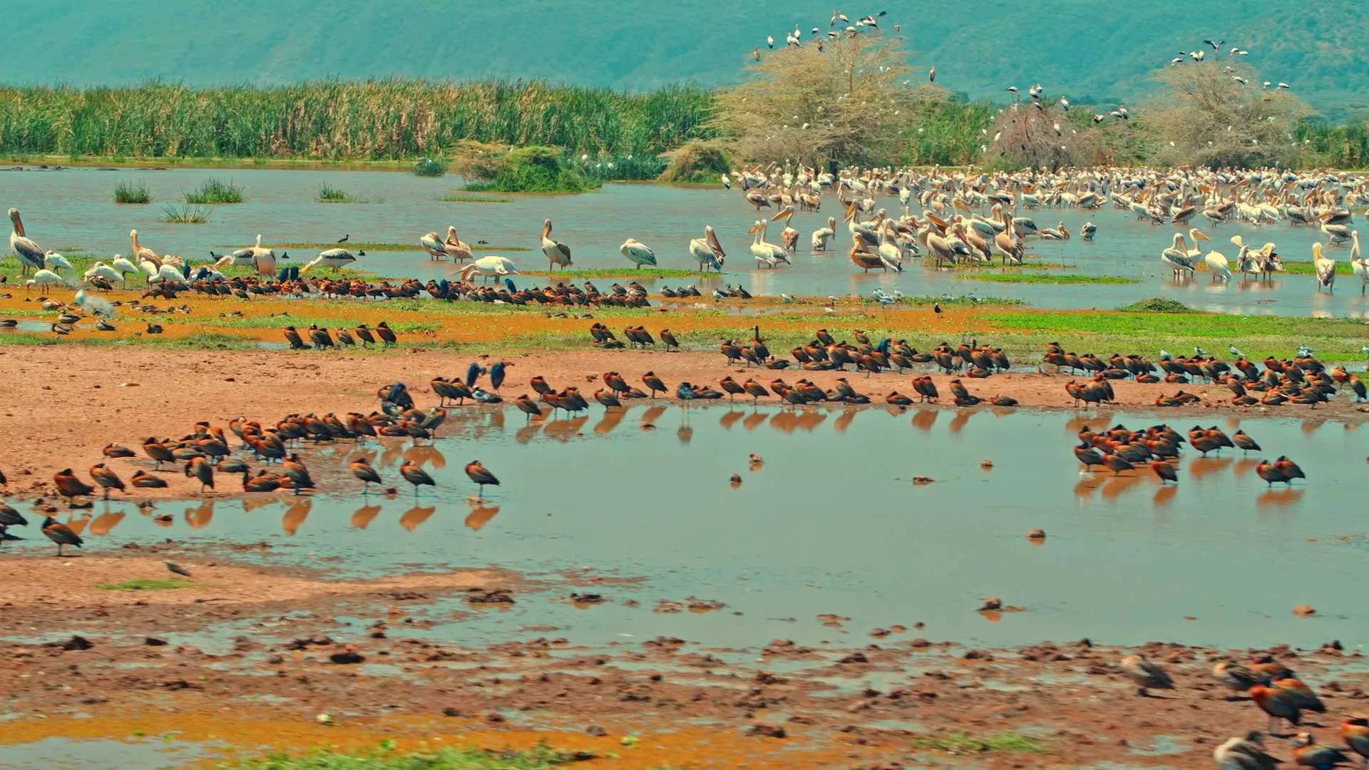Lake Manyara in Tanzania, Africa | Lakes - Rated 0.8