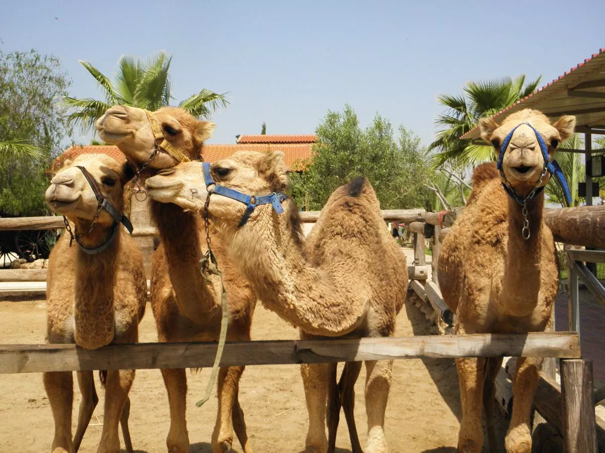 Larnaca Camel Park in Cyprus, Europe | Parks - Rated 3.7
