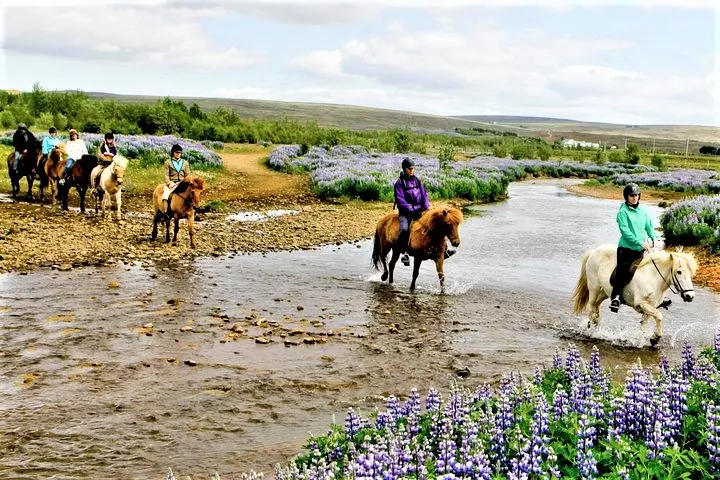 Laxnes Horse Farm in Iceland, Europe | Horseback Riding - Rated 4.5