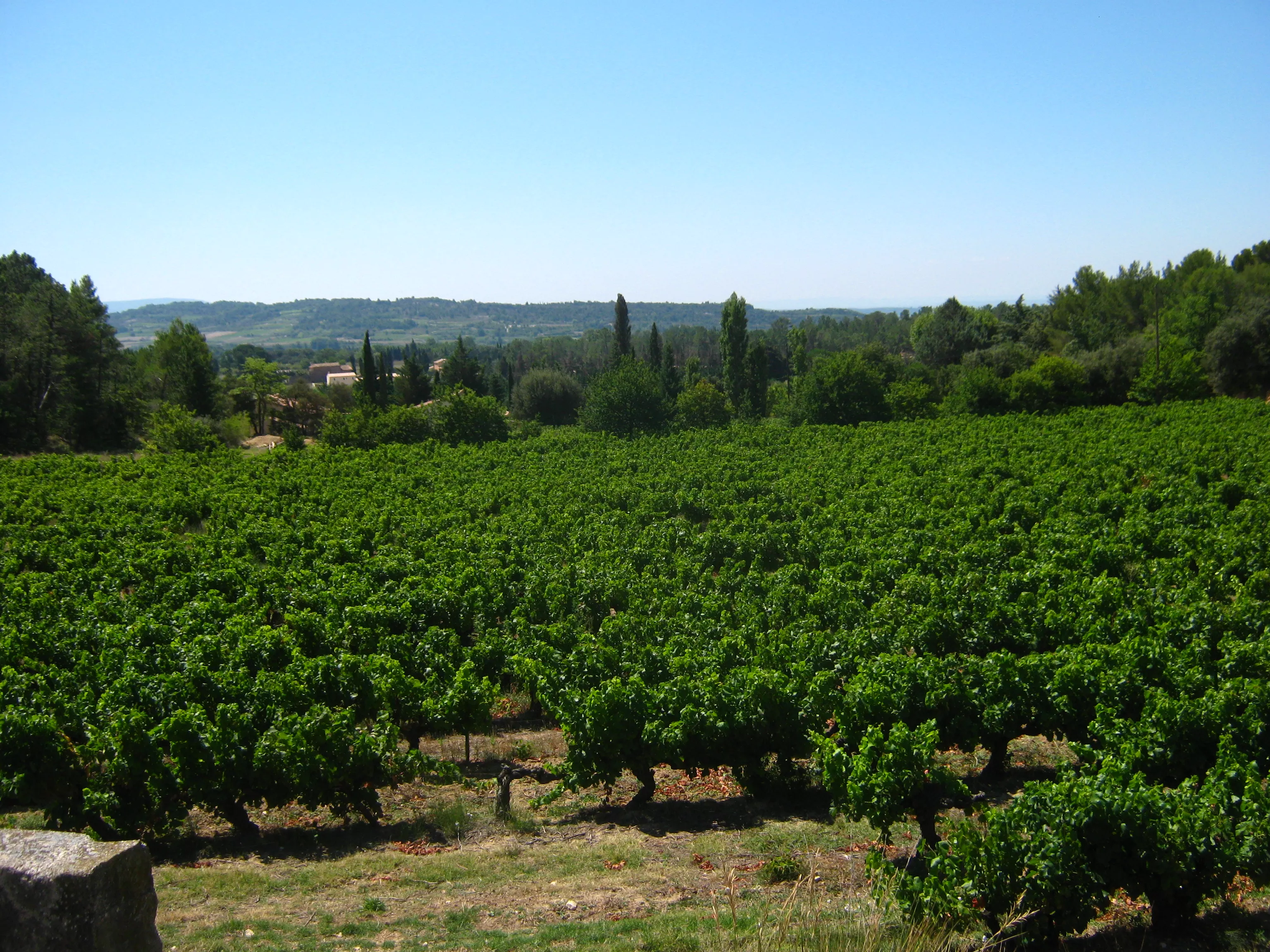 The Wineyards of Clementina Fabi in Italy, Europe | Wineries - Rated 0.9