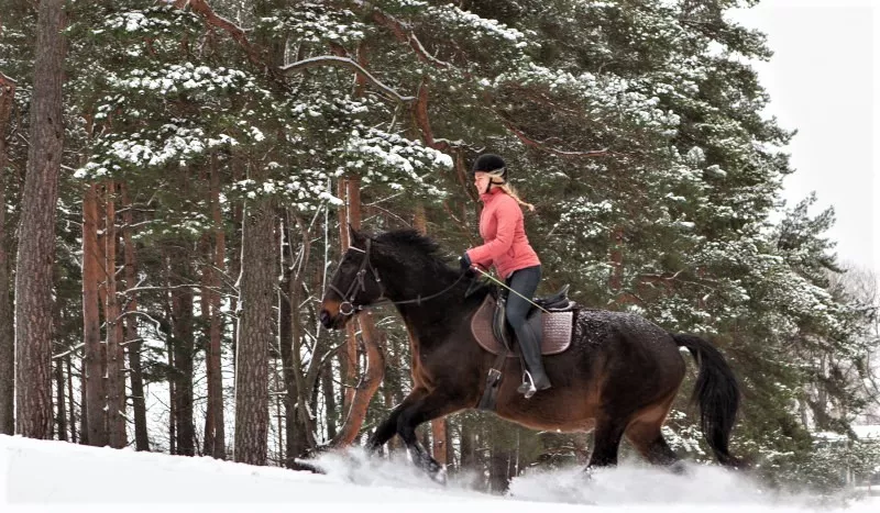 Horse riding club Laimingas zirgas in Lithuania, Europe | Horseback Riding - Rated 0.9