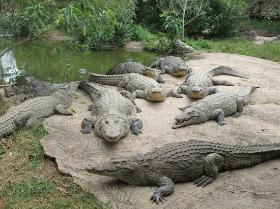Livingstone Reptile Park in Zambia, Africa | Zoos & Sanctuaries - Rated 0.7
