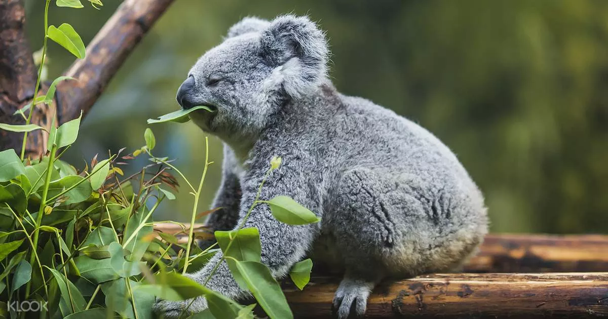 Lone Pine Koala Sanctuary in Australia, Australia and Oceania | Nature Reserves,Zoos & Sanctuaries - Rated 4.3