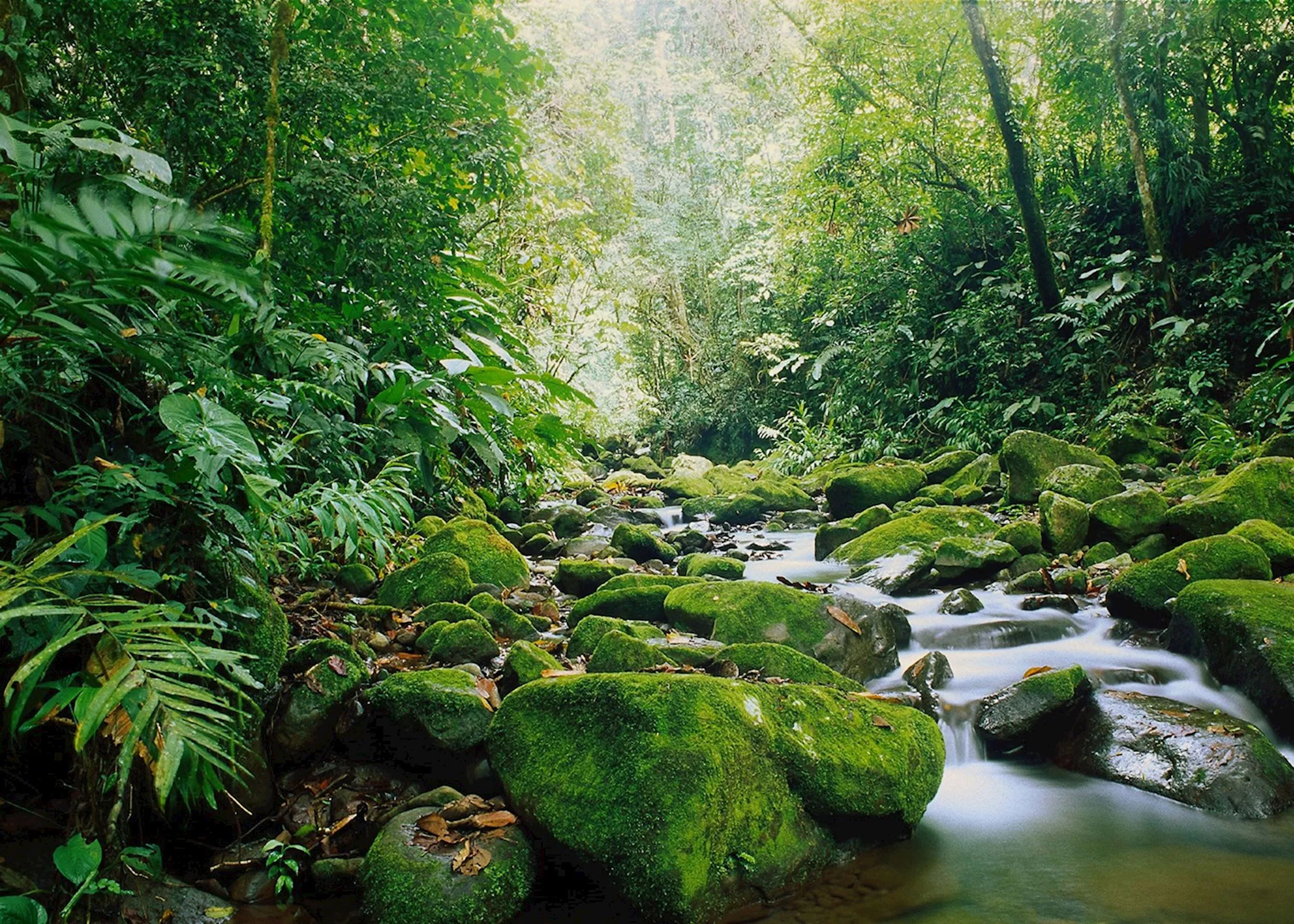 Los Angeles Cloud Forest in Costa Rica, North America | Trekking & Hiking - Rated 0.8