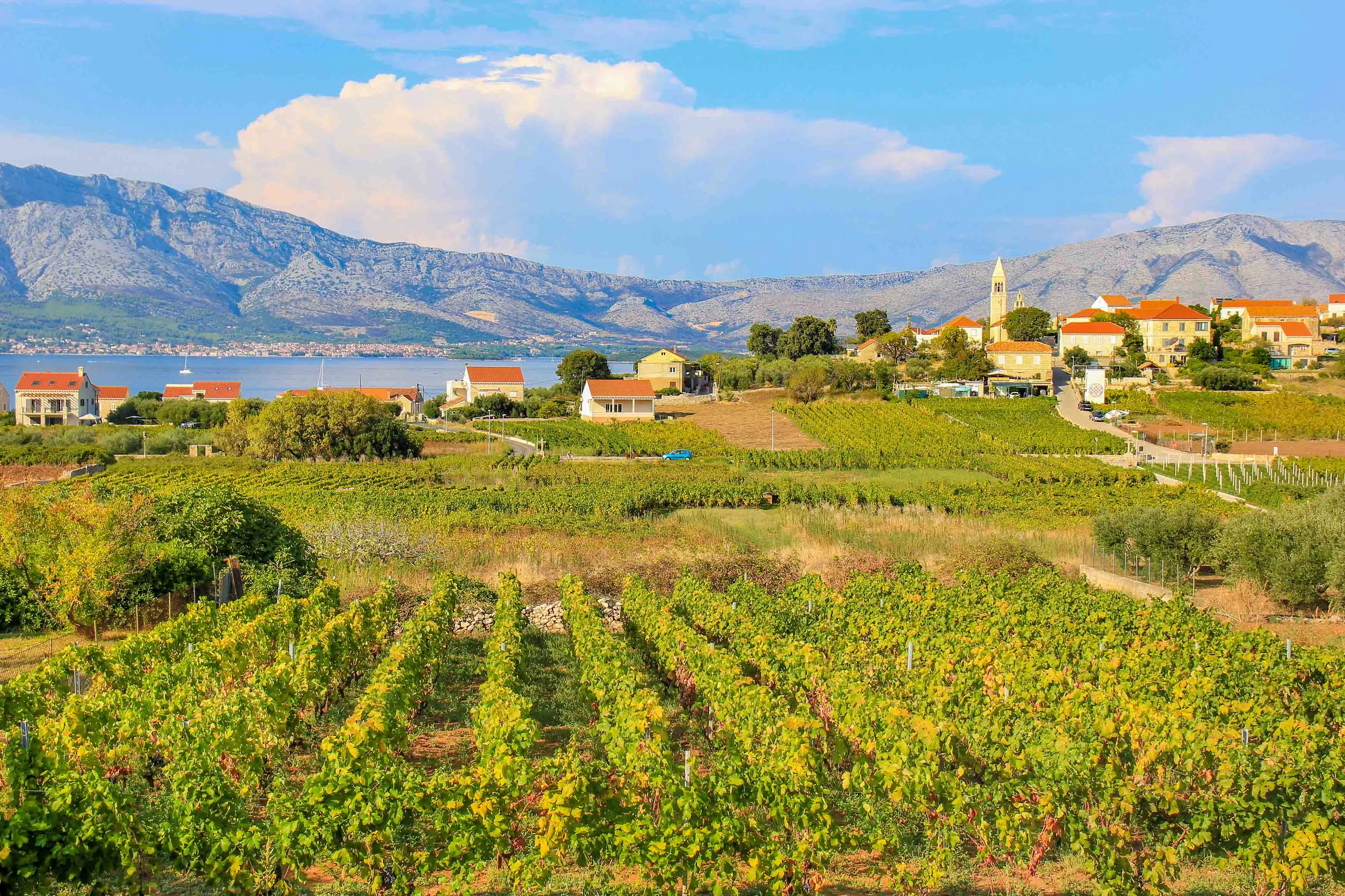 Lovric Winery in Croatia, Europe | Wineries - Rated 0.9