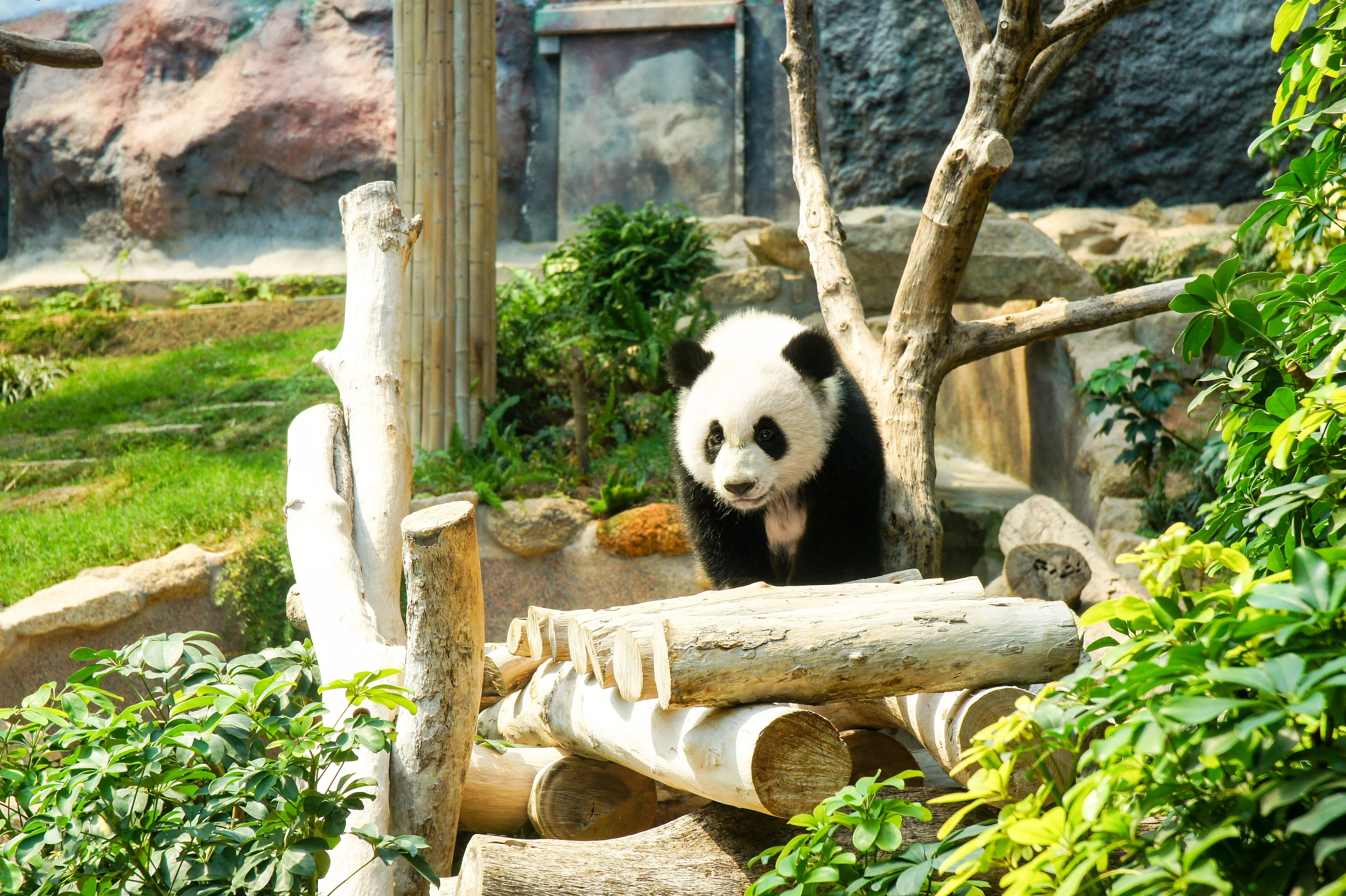 Macau Giant Panda Pavilion in China, East Asia | Zoos & Sanctuaries - Rated 3.6