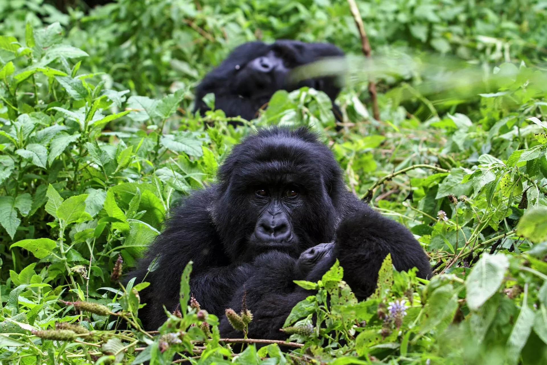 Mgahinga Gorilla National Park in Uganda, Africa | Zoos & Sanctuaries,Parks - Rated 0.9