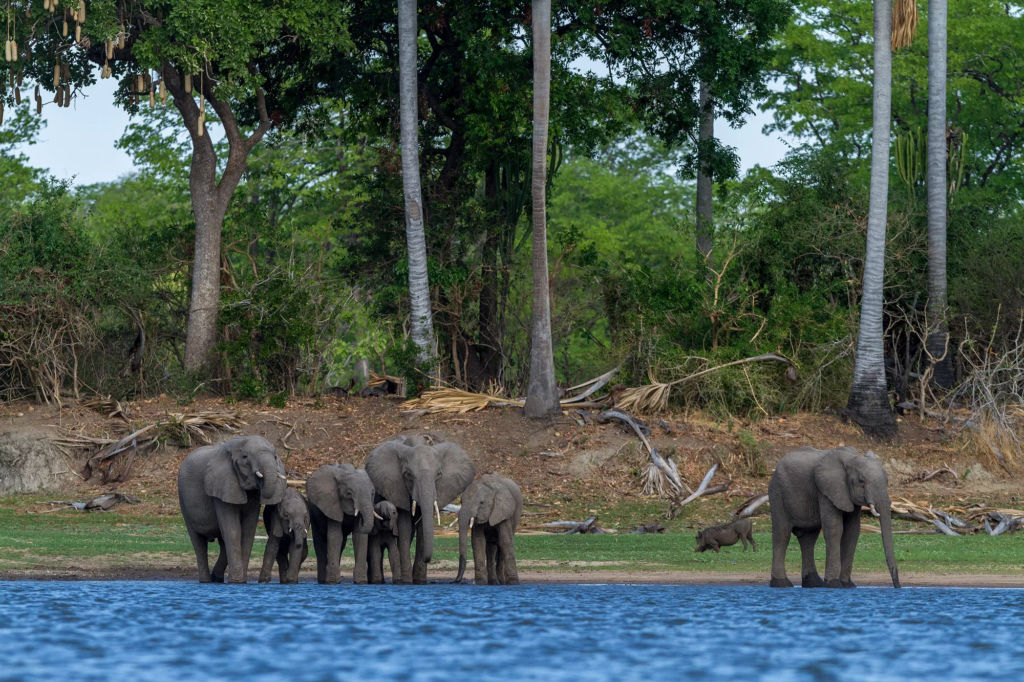 Liwonde National Park in Malawi, Africa | Parks - Rated 0.7