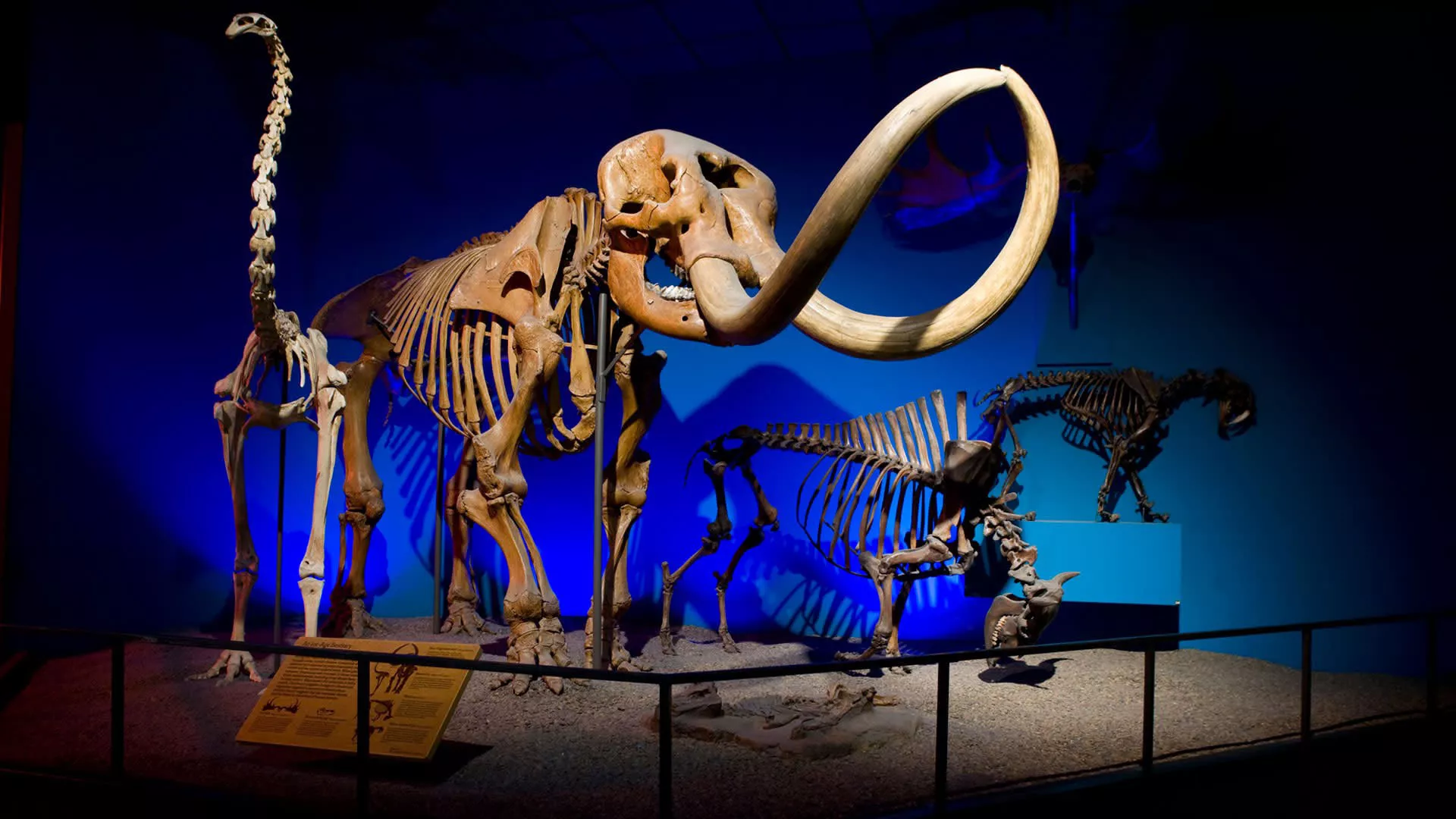 Milwaukee Public Museum in USA, North America | Museums - Rated 3.9