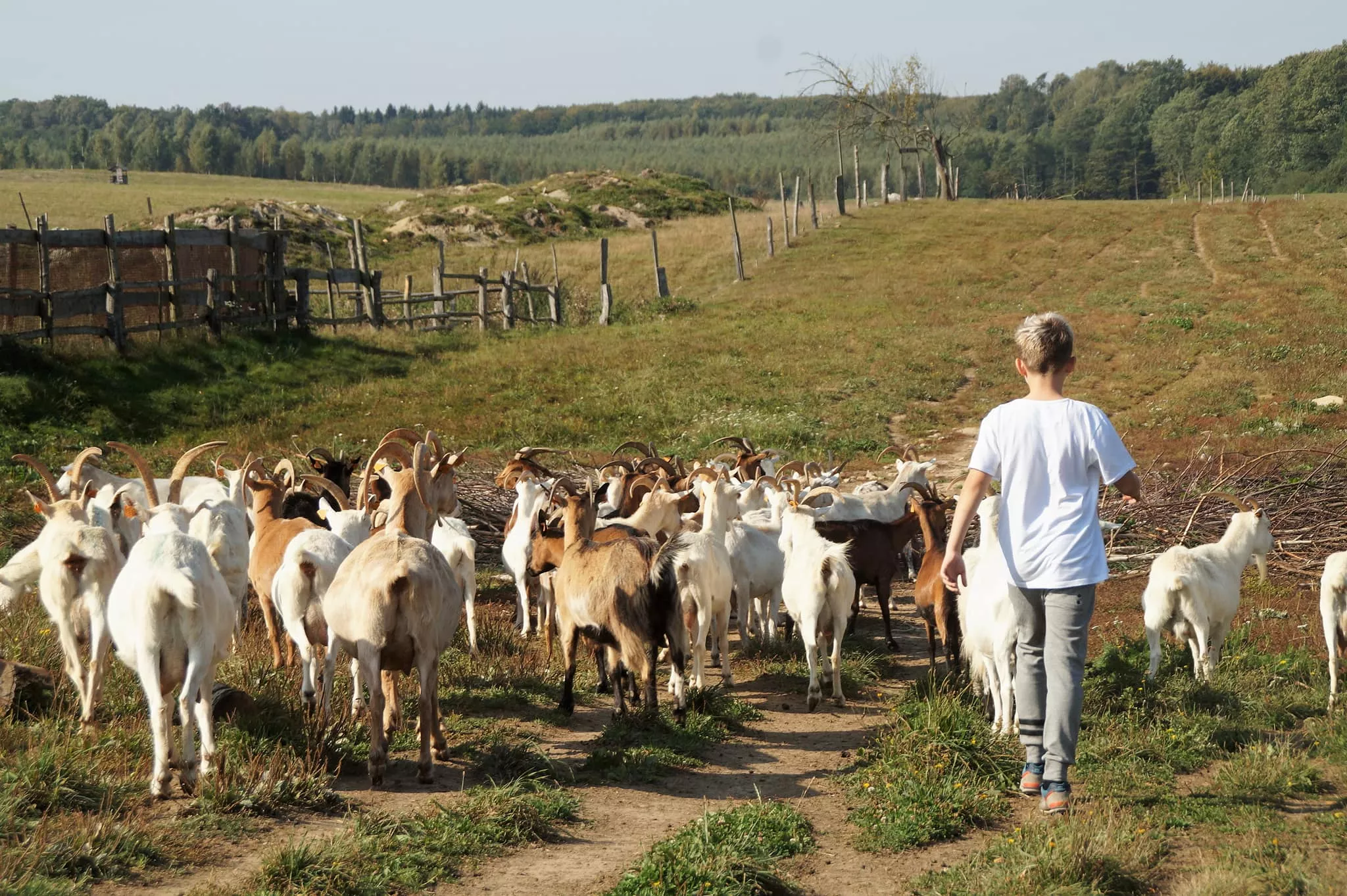 Zlotna Goat Farm in Poland, Europe | Cheesemakers - Rated 1