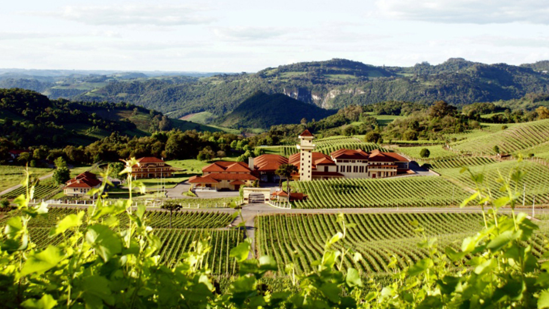 Miolo Winery in Brazil, South America | Wineries - Rated 4.2