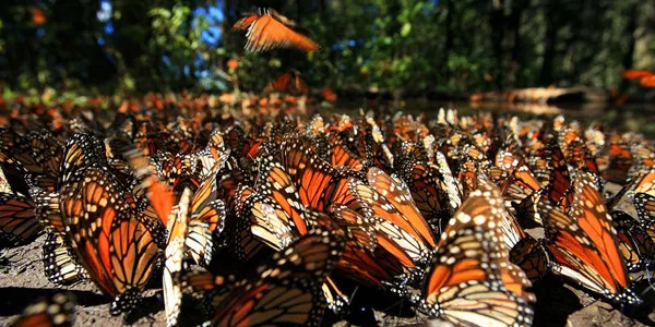 Monarch Butterfly Biosphere Reserve in Mexico, North America | Nature Reserves - Rated 4.7
