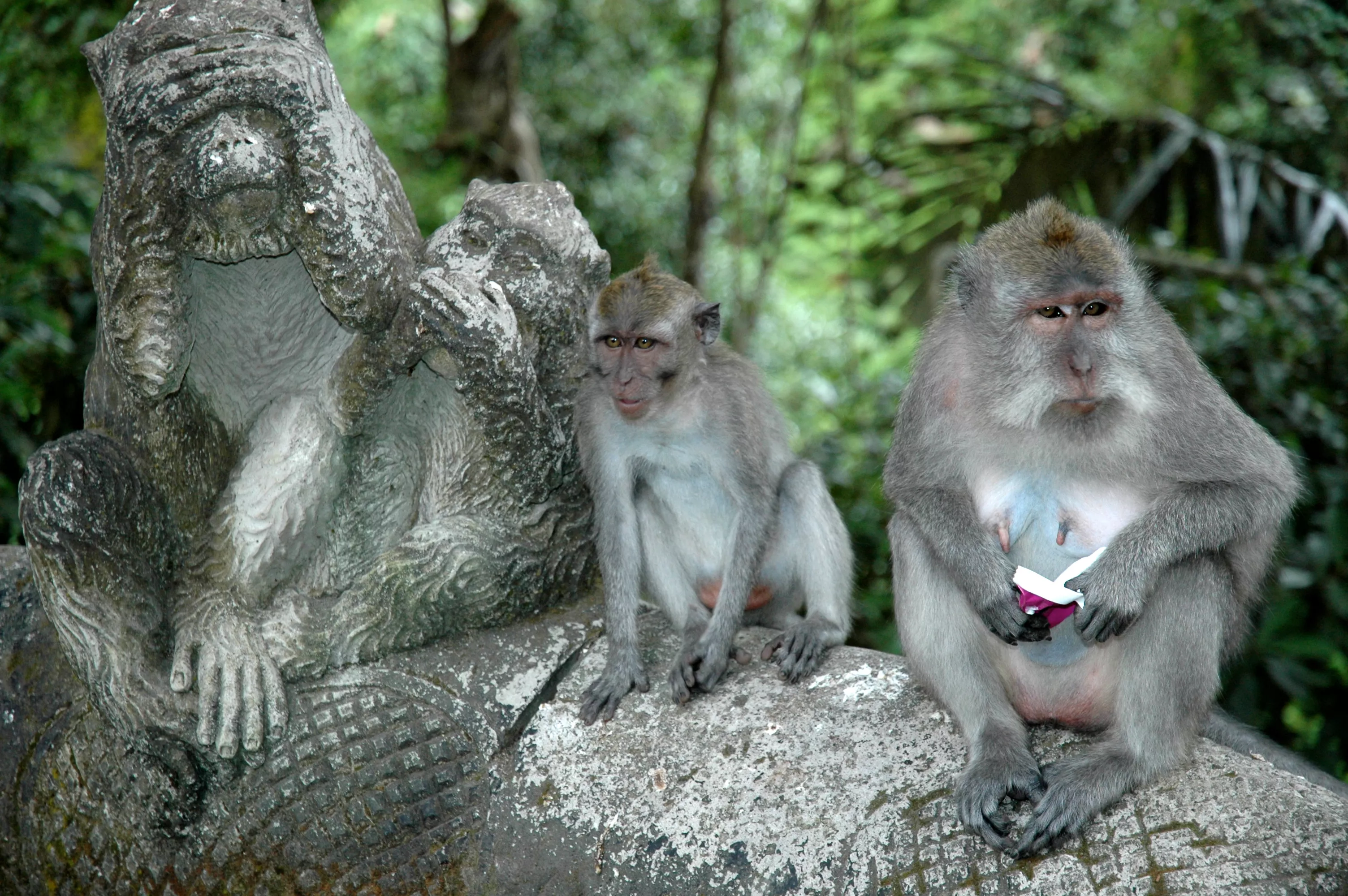 Monkey Forest Resort in Ghana, Africa | Zoos & Sanctuaries - Rated 0.7