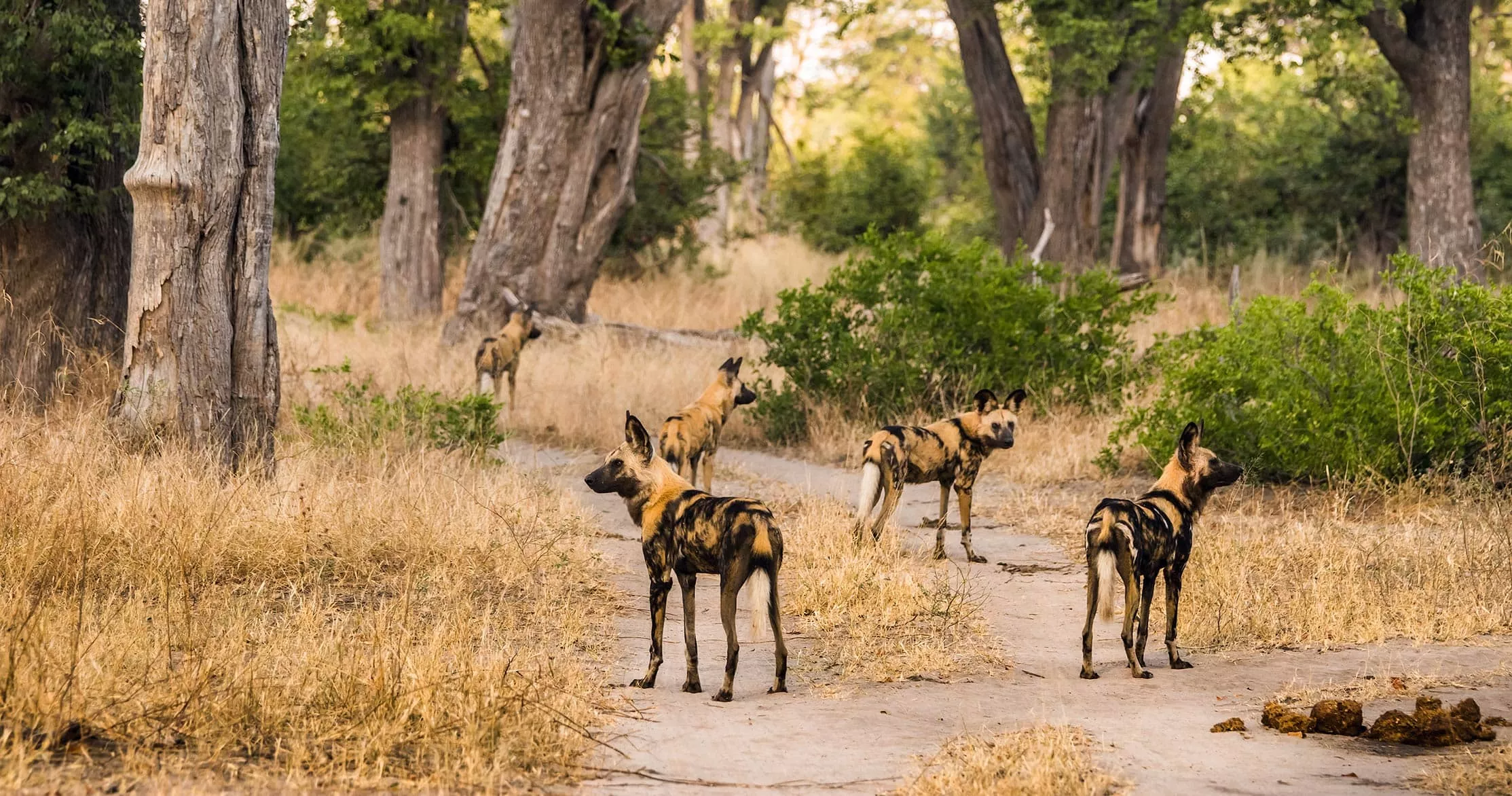 Moremi Game Reserve in Botswana, Africa | Parks,Safari - Rated 3.9