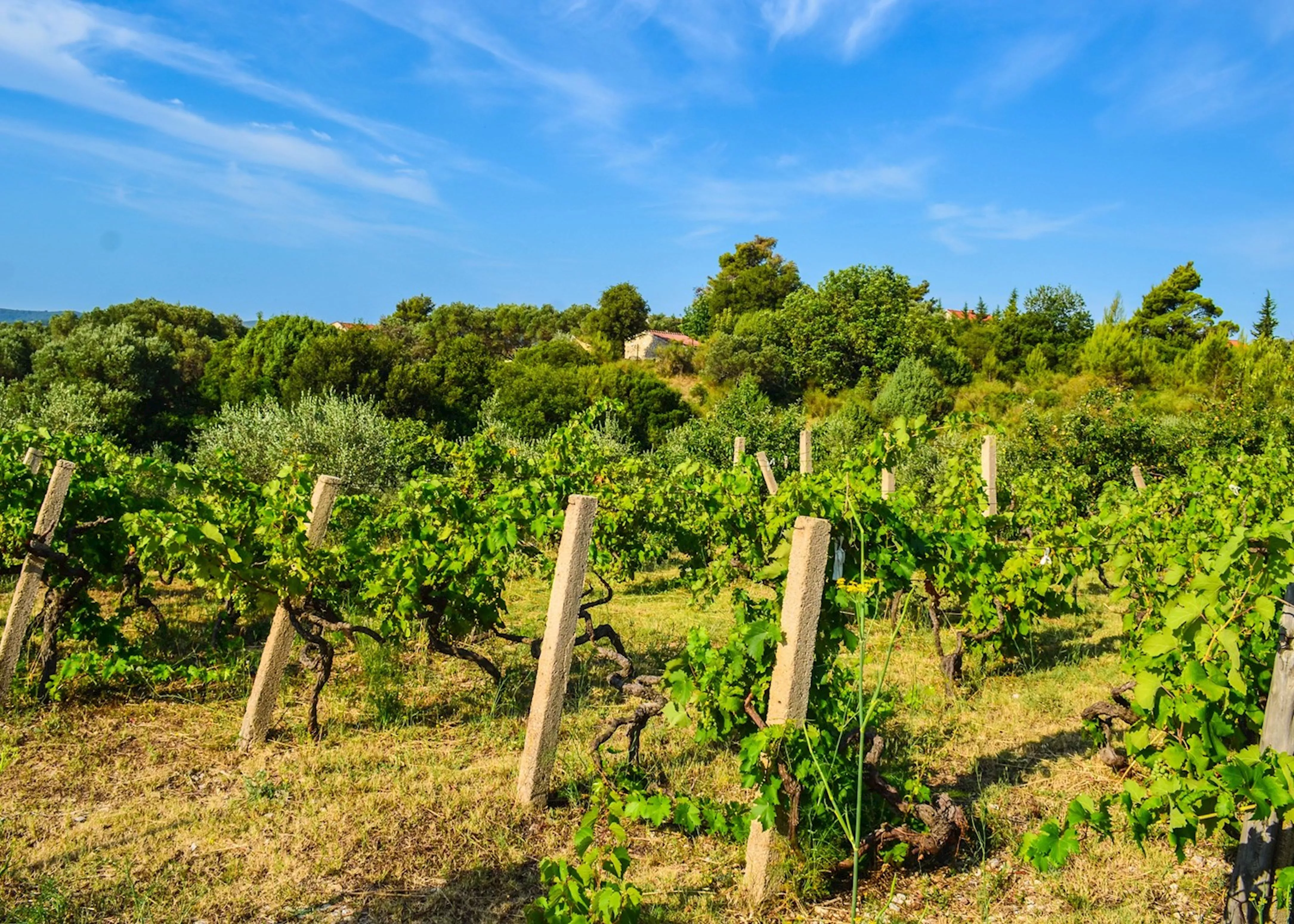 Fakin in Croatia, Europe | Wineries - Rated 0.9
