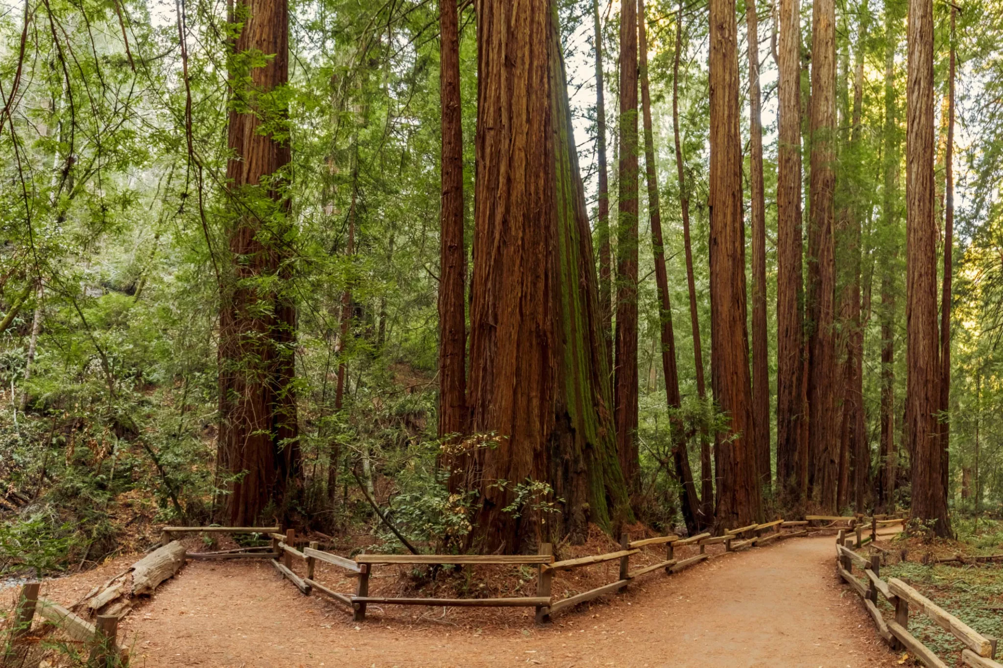 Muir Woods National Monument in USA, North America | Nature Reserves - Rated 4.5