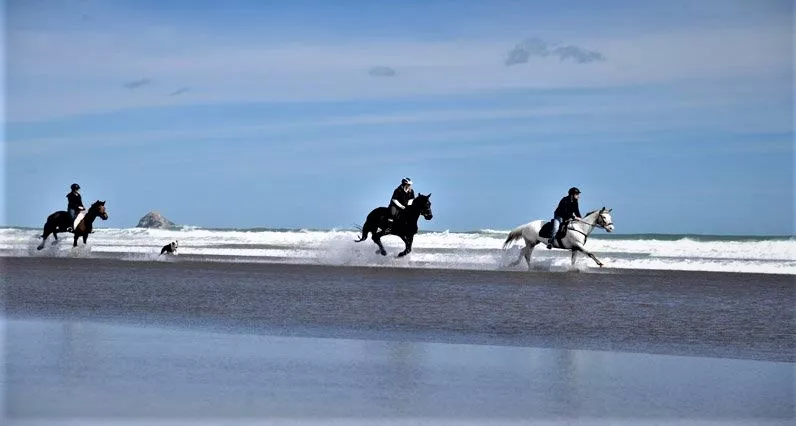 Muriwai Beach Horse Treks Auckland in New Zealand, Australia and Oceania | Horseback Riding - Rated 1