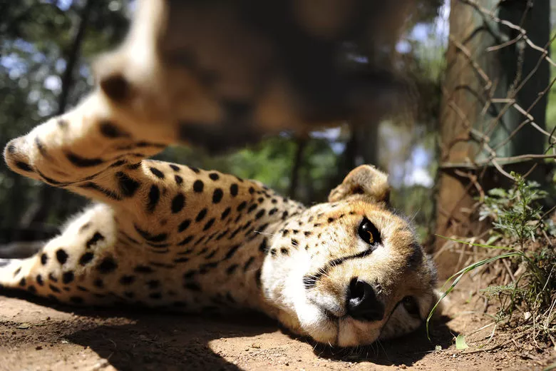 Nairobi Animal Orphanage in Kenya, Africa | Zoos & Sanctuaries - Rated 3.6
