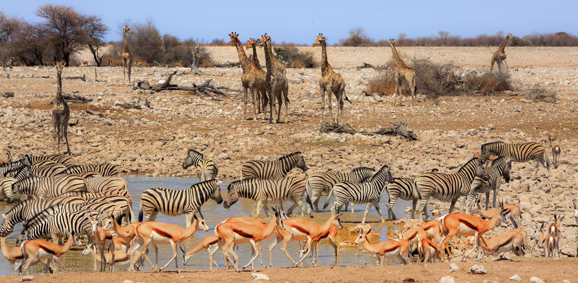 Etosha National Park in Namibia, Africa | Parks,Safari - Rated 4.3