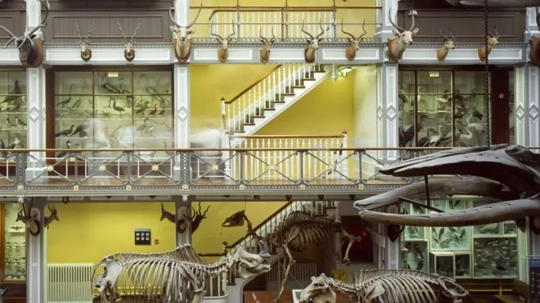 National Museum of Ireland – Natural History in Ireland, Europe | Museums - Rated 3.7
