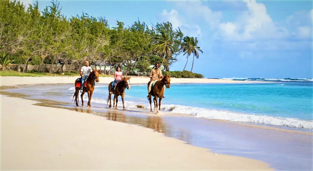Ocean Echo Stables in Barbados, Caribbean | Horseback Riding - Rated 1.1