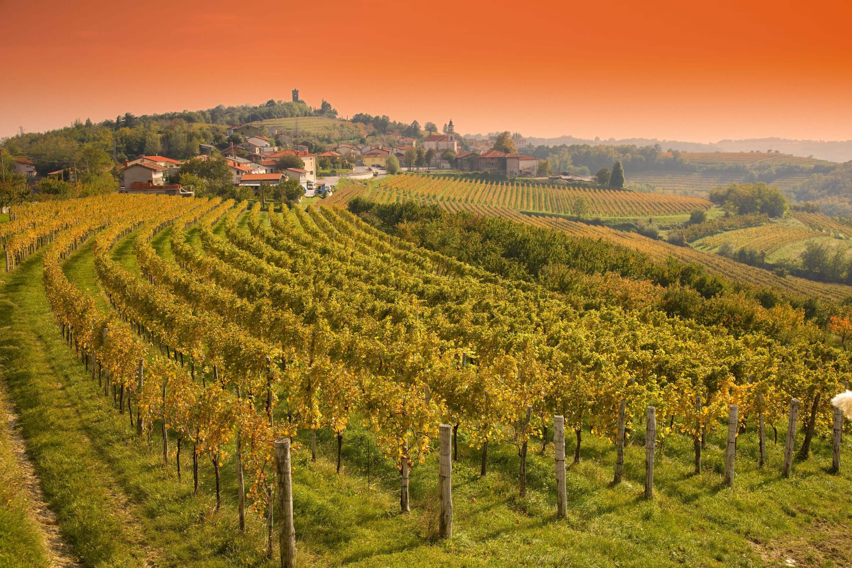 Vinag - Vinoteka in Slovenia, Europe | Wineries - Rated 0.8