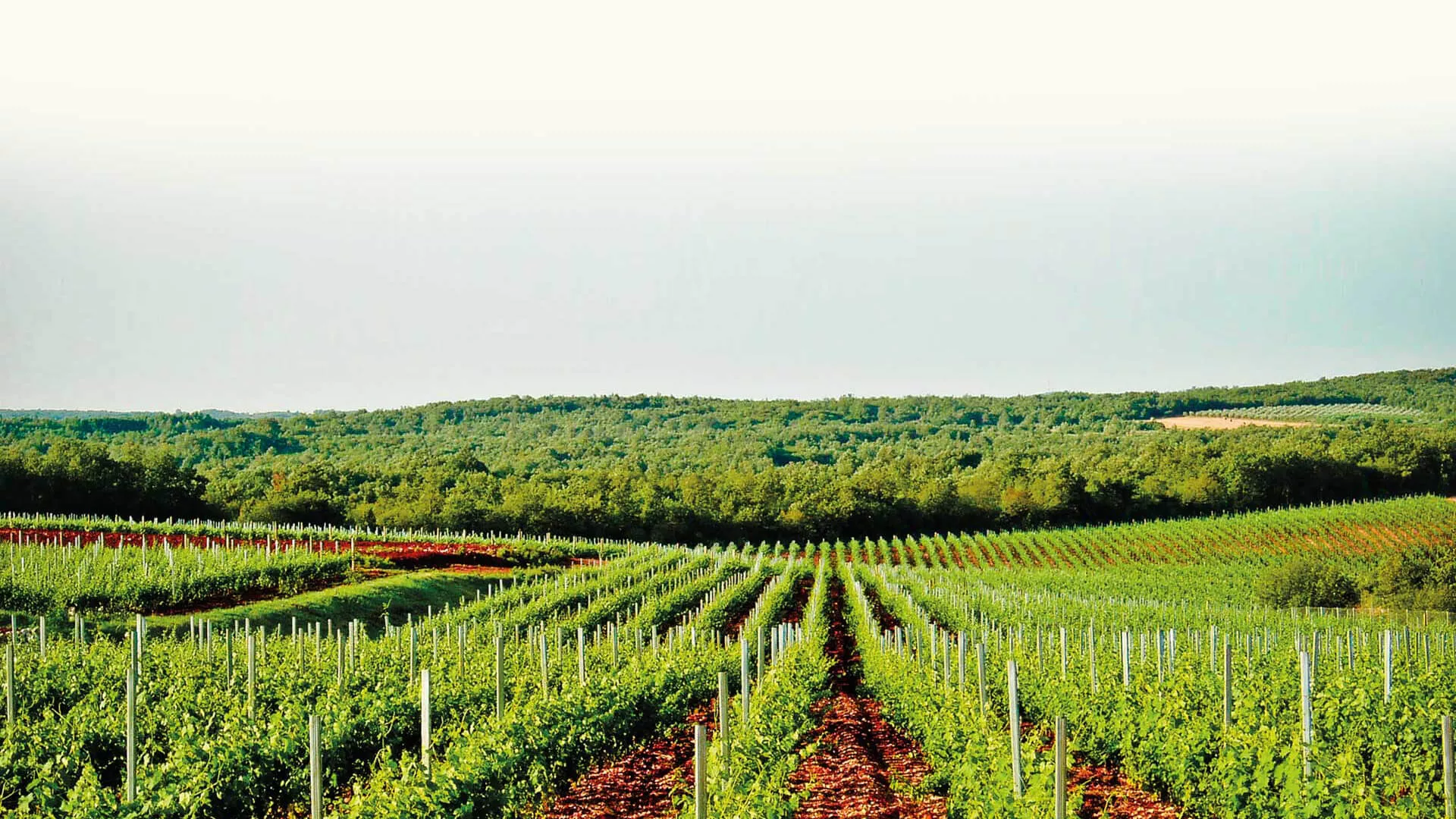 Saints Hills Winery in Croatia, Europe | Wineries - Rated 0.8