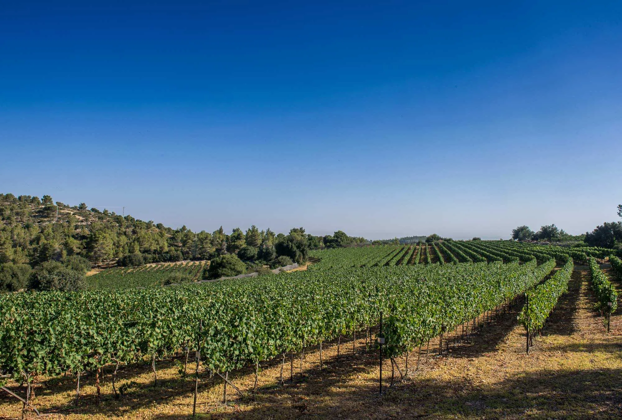 Tzora Vineyards in Israel, Middle East | Wineries - Rated 3.9
