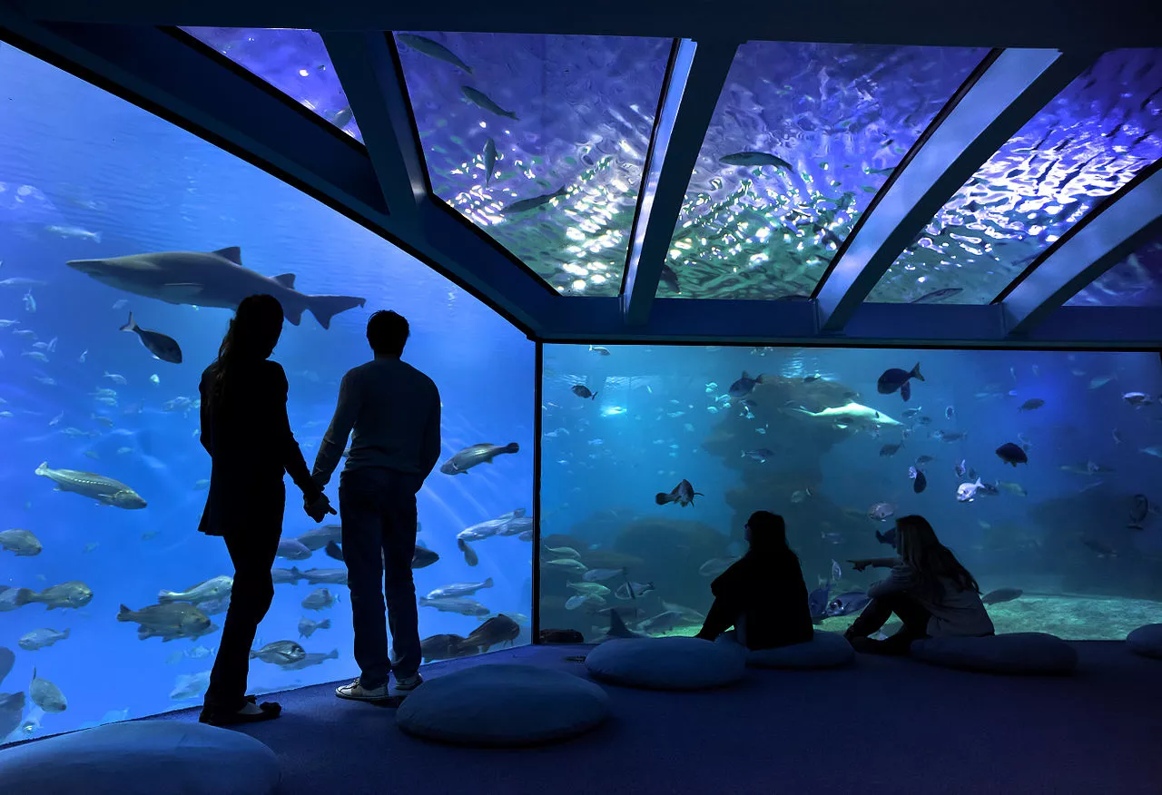 Palm Aquarium in Spain, Europe | Aquariums & Oceanariums - Rated 5.3