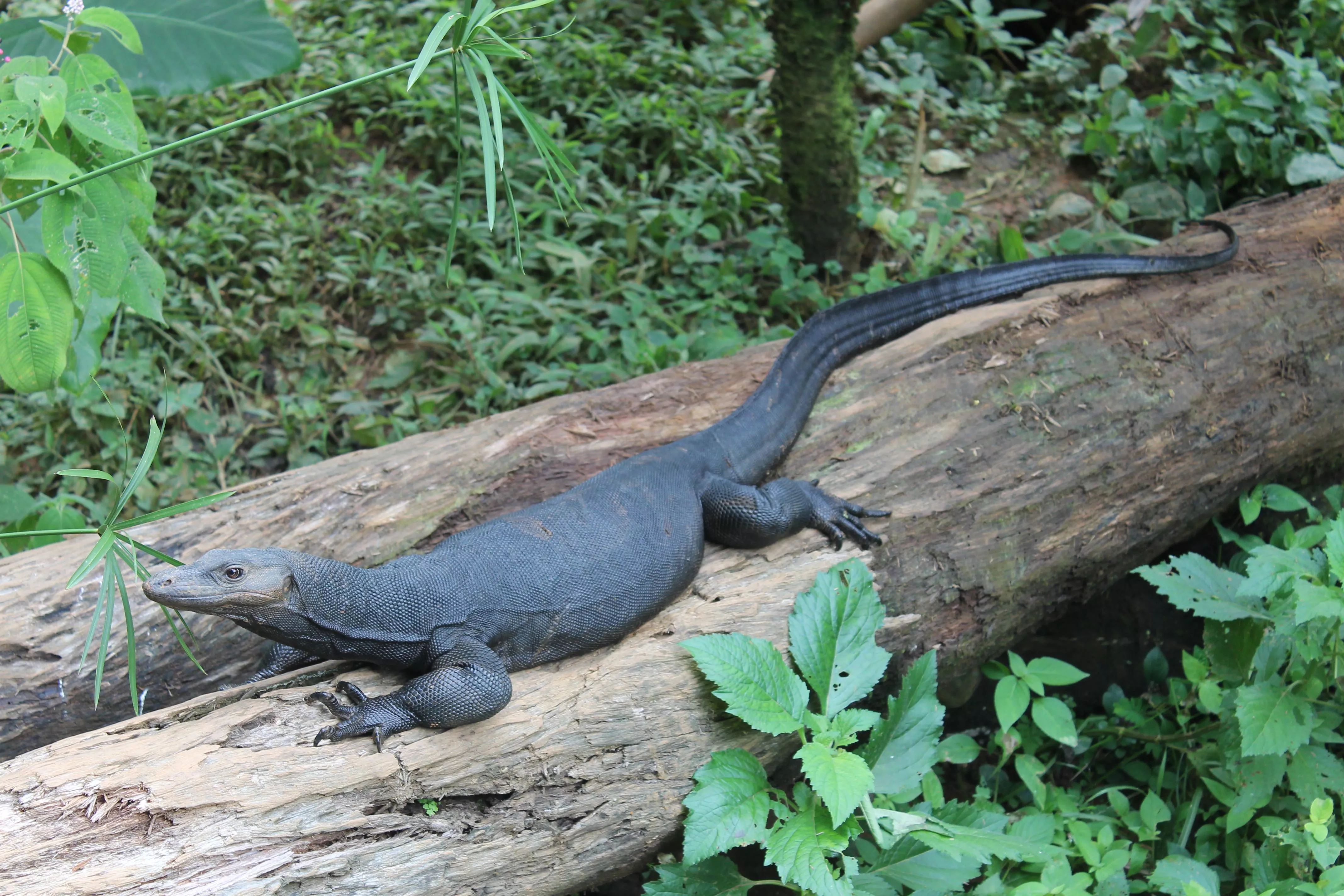 Parque Reptilandia in Costa Rica, North America | Zoos & Sanctuaries - Rated 3.6