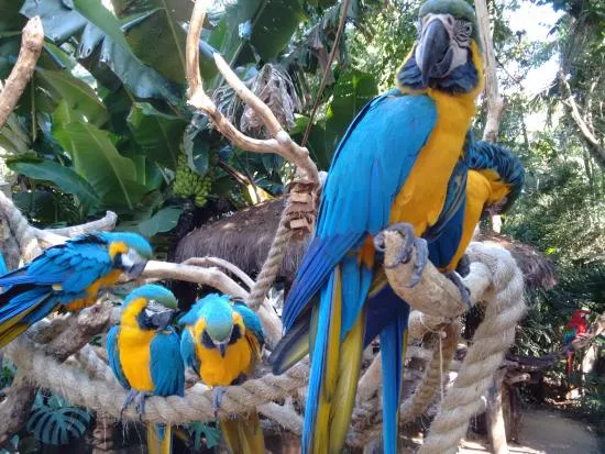 Parque das Aves in Brazil, South America | Zoos & Sanctuaries - Rated 7.8
