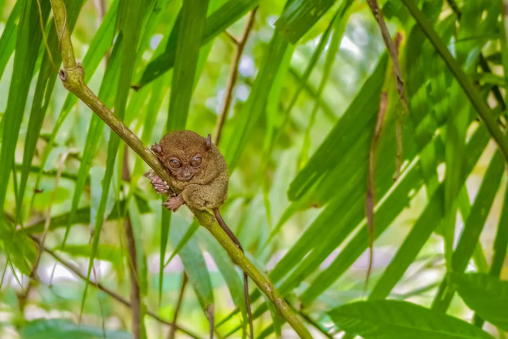 Philippines Nature Reserve Tarsier in Philippines, Central Asia | Nature Reserves - Rated 3.5