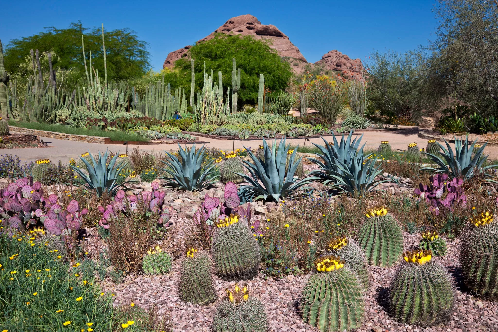 Phoenix Botanical Garden in USA, North America | Botanical Gardens - Rated 4.5