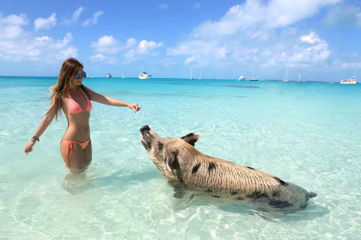Pig Beach in Bahamas, Caribbean | Beaches - Rated 3.4