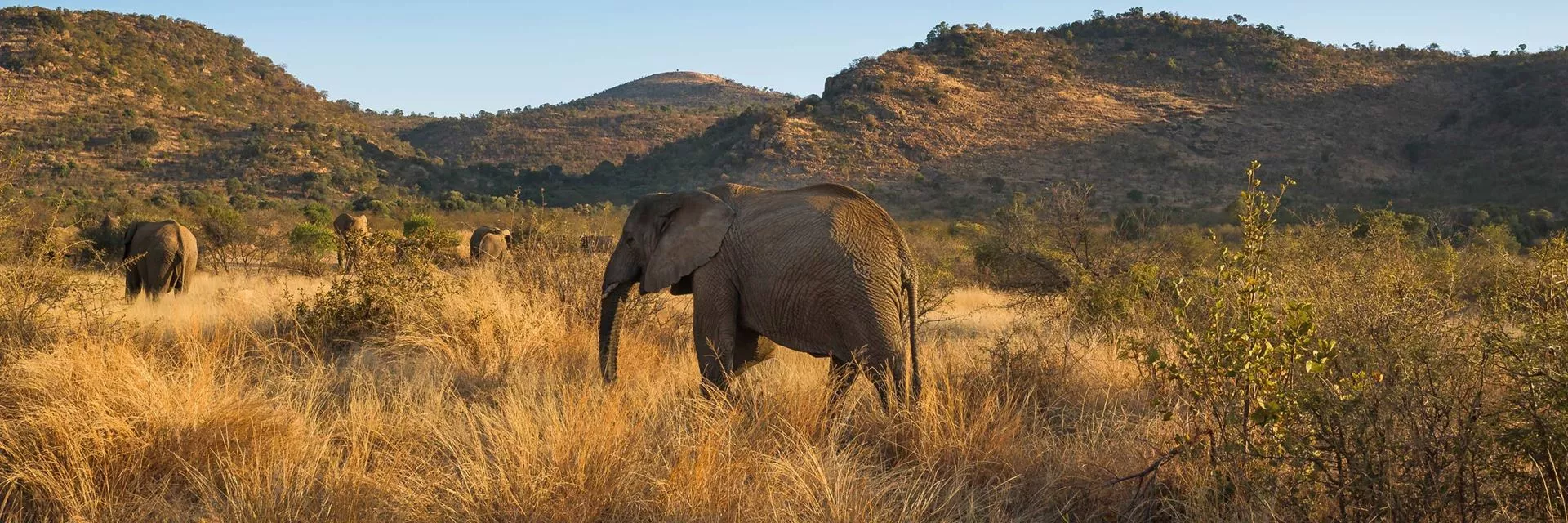 Pilanesberg National Park in South Africa, Africa | Parks,Safari - Rated 5.1