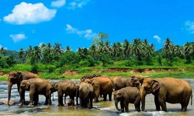 Pinnawela Elephant Shelter in Sri Lanka, Central Asia | Zoos & Sanctuaries - Rated 3.3