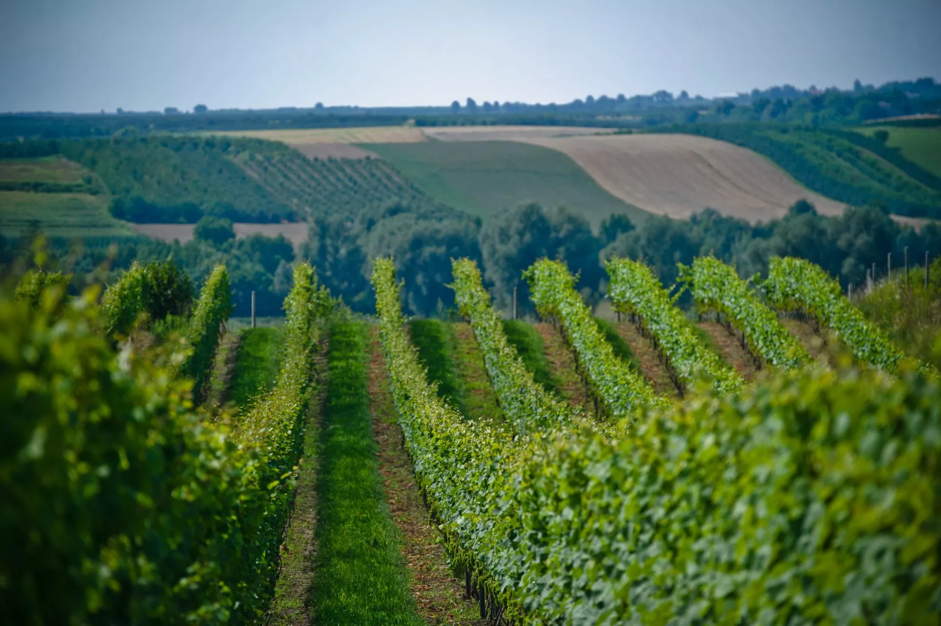 Plochocki Winery in Poland, Europe | Wineries - Rated 0.9