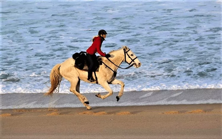 Portugal Equestrian in Portugal, Europe | Horseback Riding - Rated 1