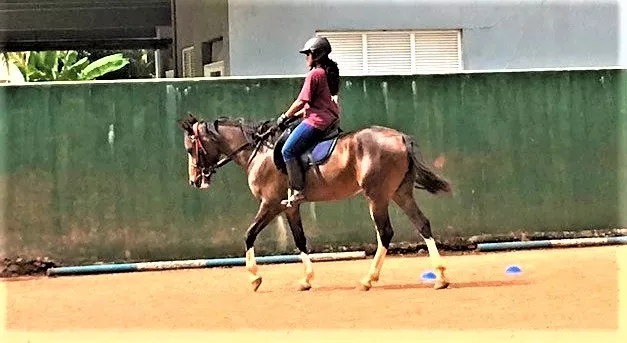 Premadasa Riding School in Sri Lanka, Central Asia | Horseback Riding - Rated 0.9