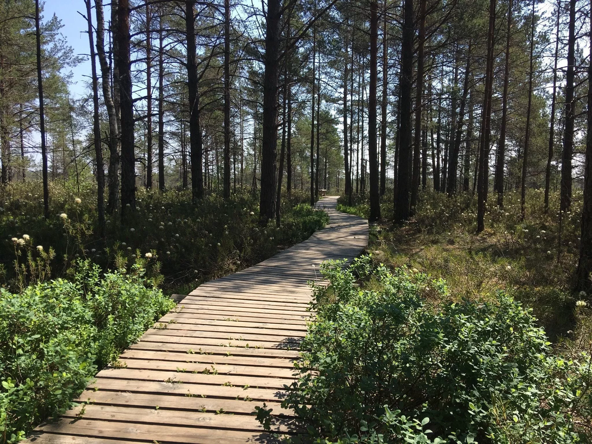 Rannametsa Tolkuse Nature Trail in Estonia, Europe | Trekking & Hiking - Rated 0.9