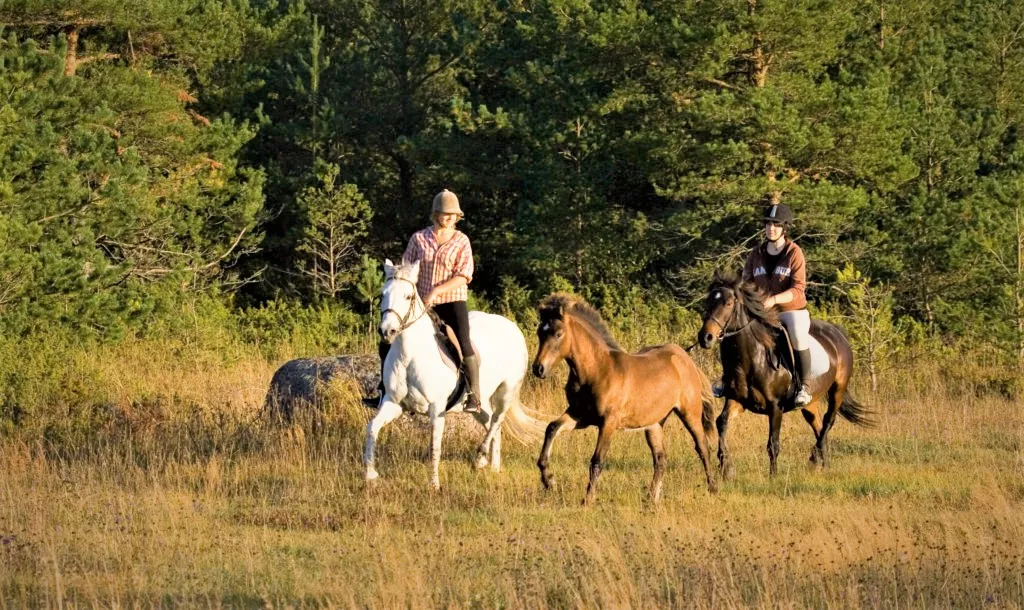 Reinu ratsatalu in Estonia, Europe | Horseback Riding - Rated 0.9
