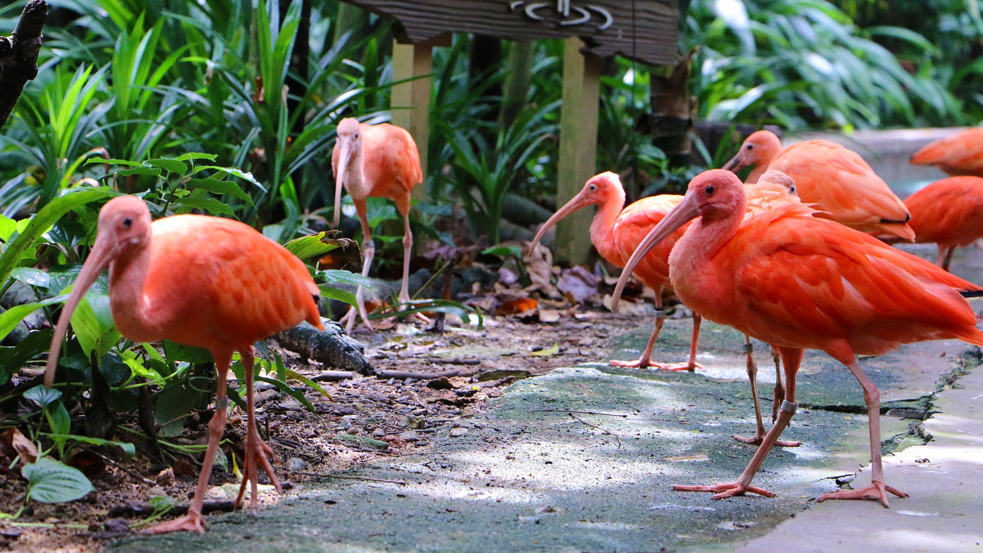 Reserve Karoni Bird in Trinidad and Tobago, Caribbean | Zoos & Sanctuaries - Rated 3.6