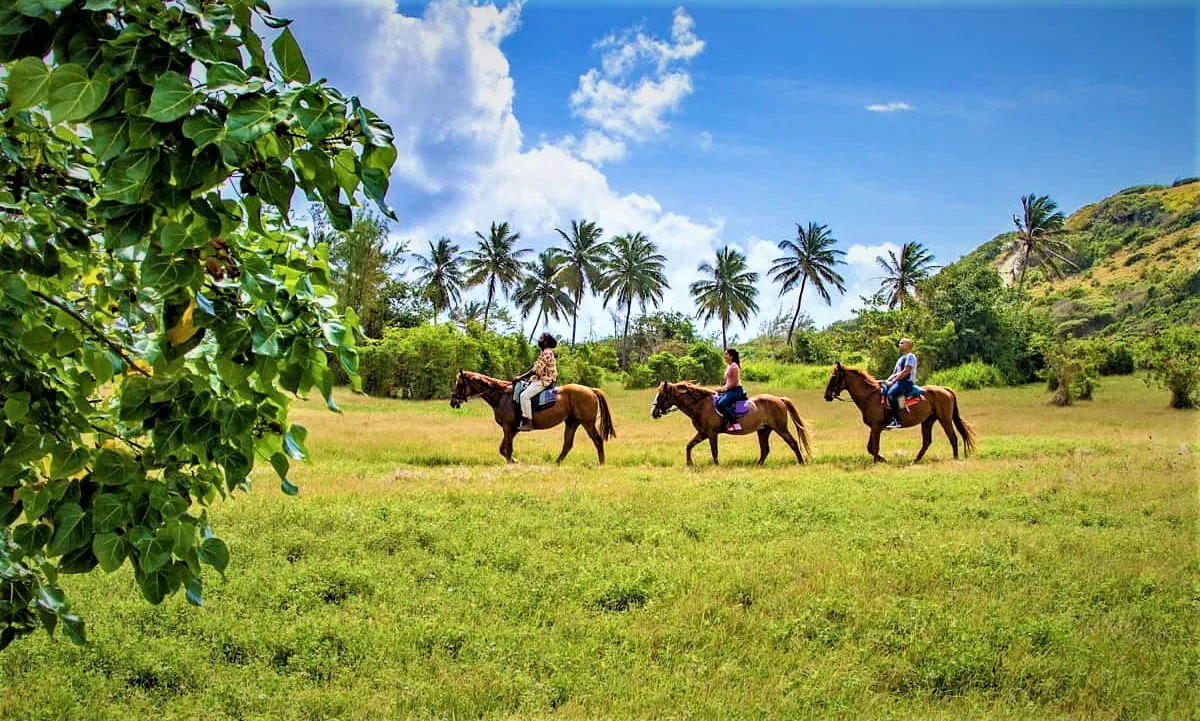 Ride Barbados in Barbados, Caribbean | Horseback Riding - Rated 0.9