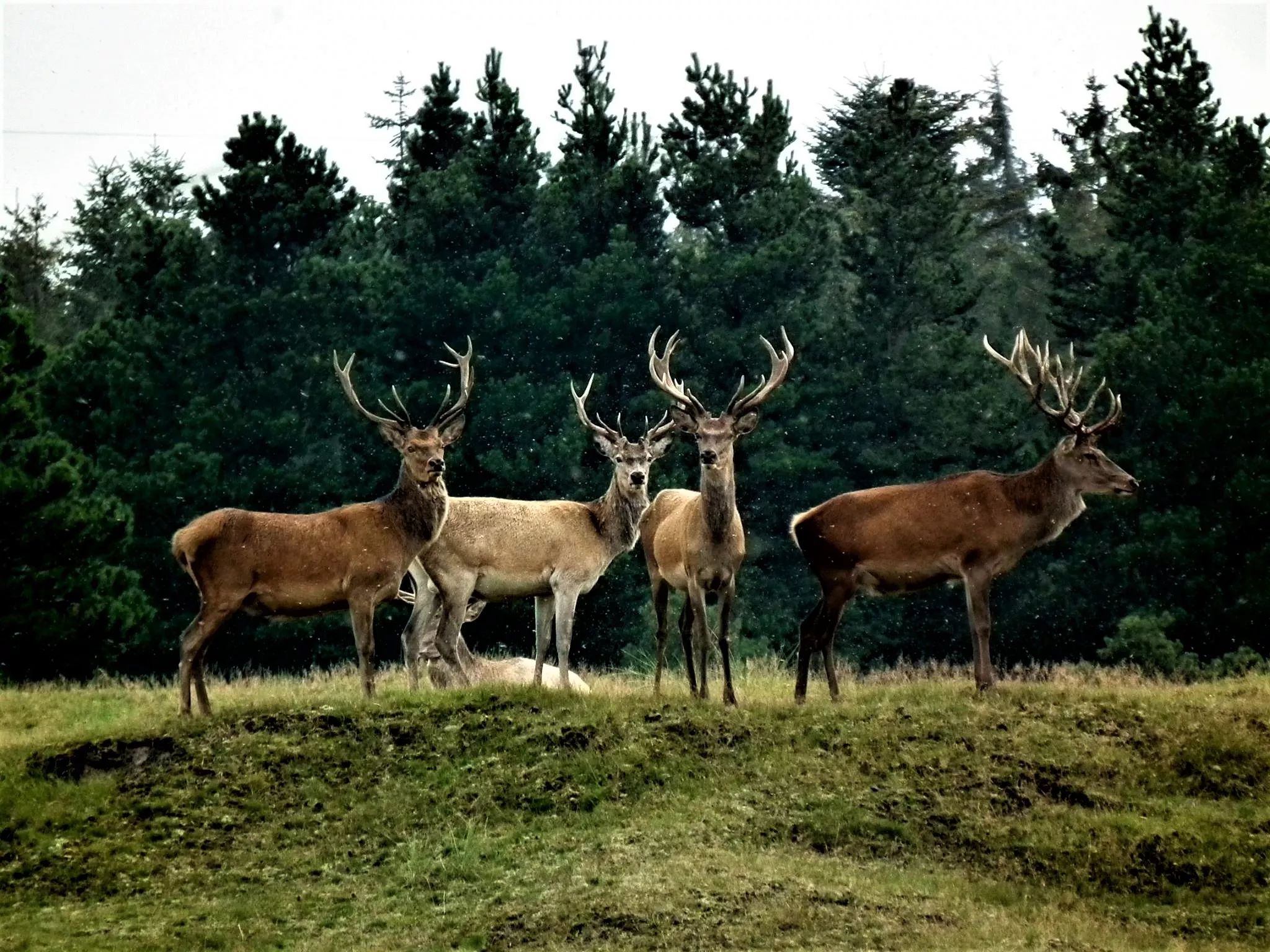 Rogegaard Reservat in Denmark, Europe | Hunting - Rated 0.8