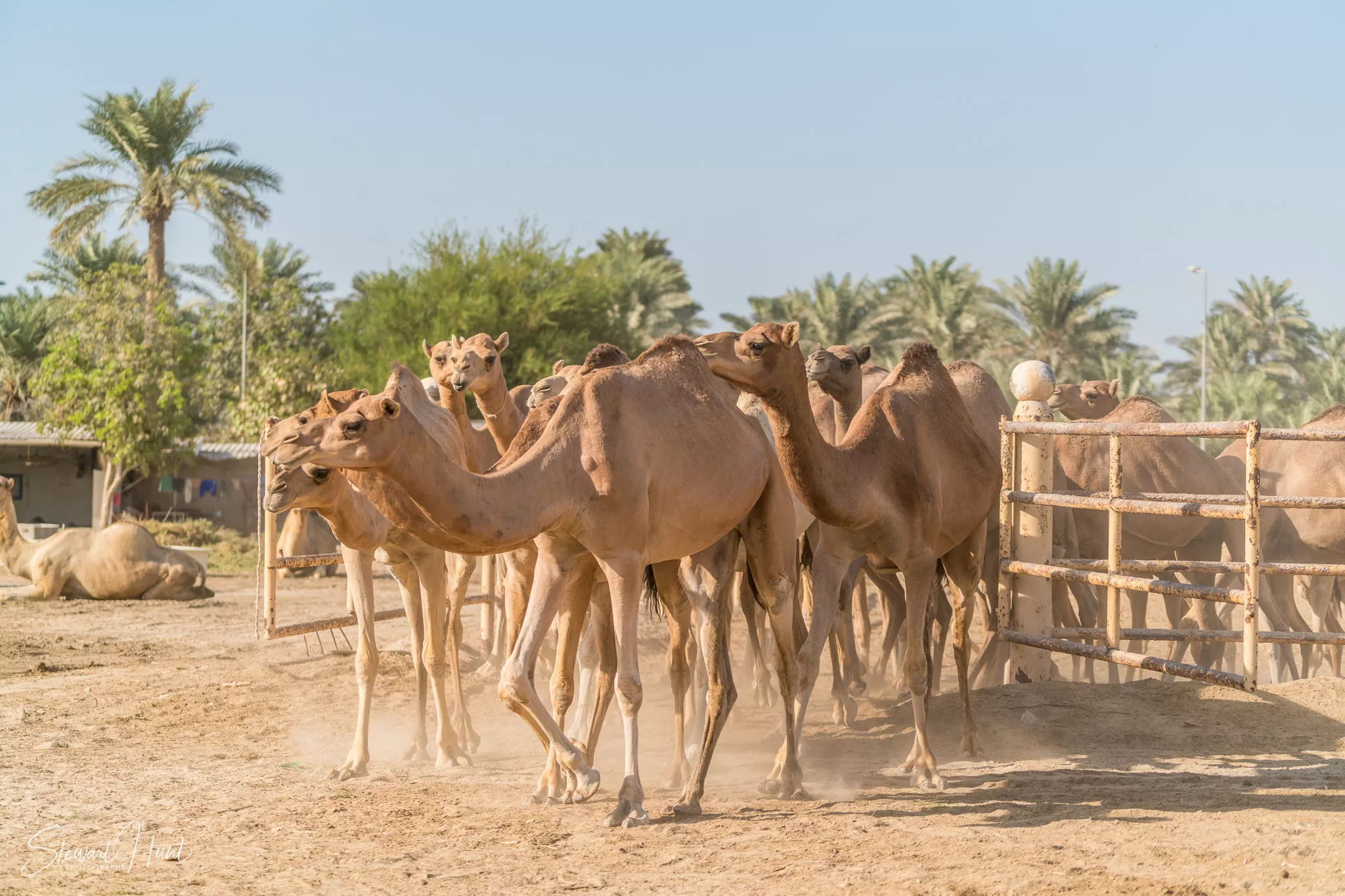 Royal Camel Farm in Bahrain, Middle East | Zoos & Sanctuaries - Rated 3.5