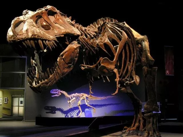 Royal Tyrrellovsky in Canada, North America | Museums - Rated 4.1