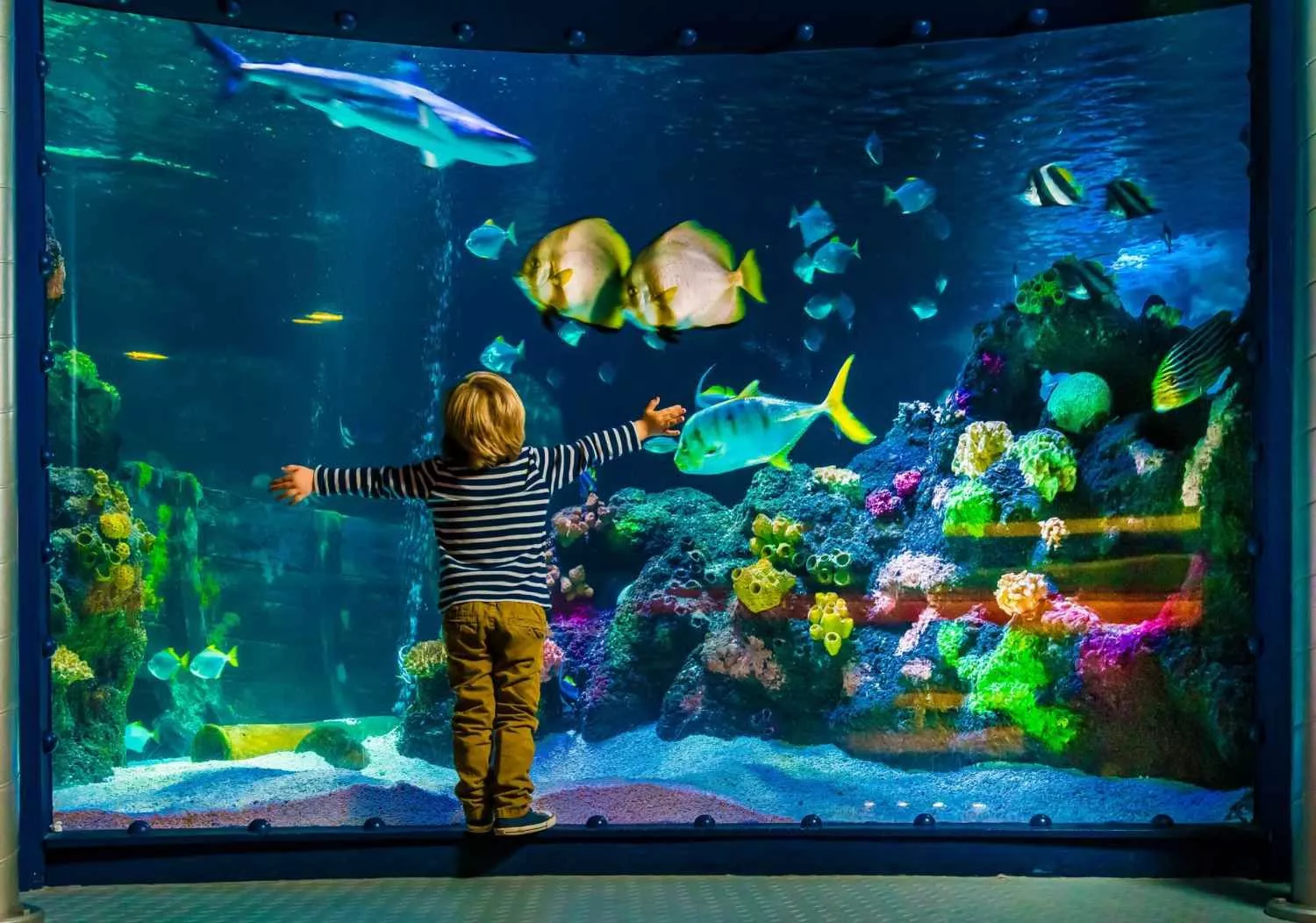 SEA LIFE Orlando Aquarium in USA, North America | Aquariums & Oceanariums - Rated 4.3