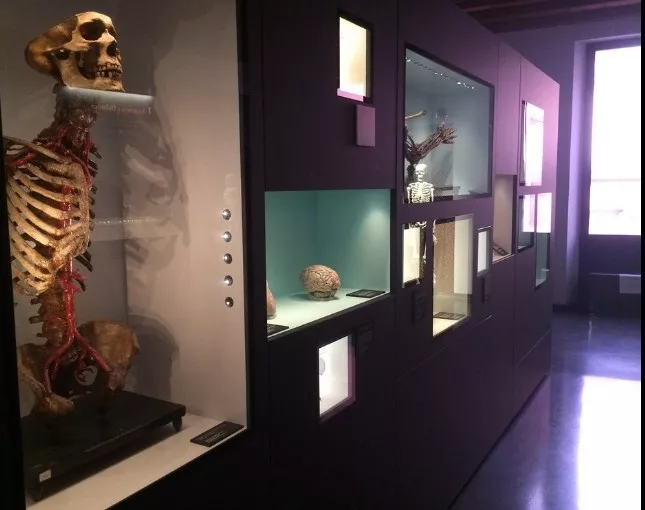 MUSME - Museum of the History of Medicine of Padova in Italy, Europe | Museums - Rated 4
