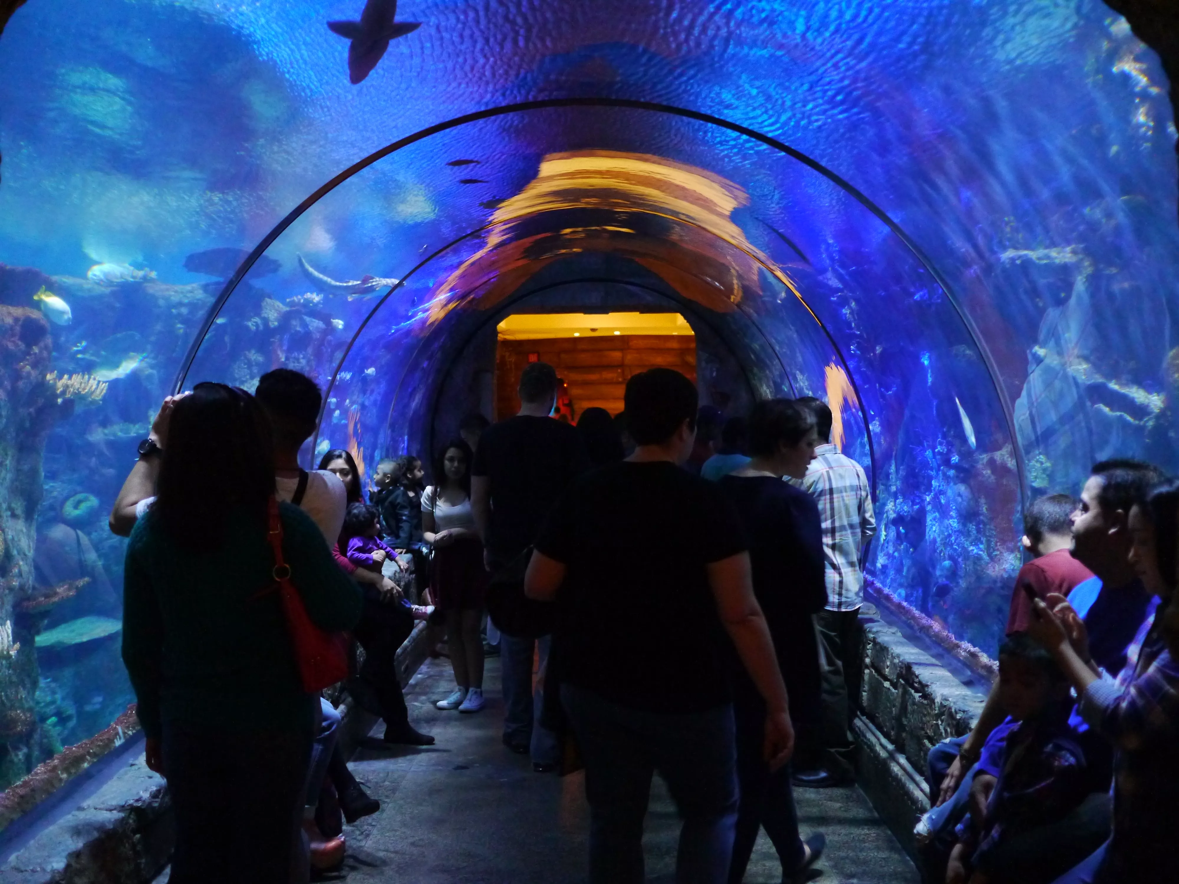 Shark Reef Aquarium at Mandalay Bay in USA, North America | Aquariums & Oceanariums - Rated 4.2